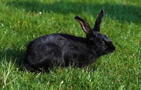 Coniglio blu.De Agostini Picture Library / M. Pizzirani