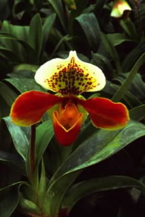 Corolla irregolare di orchidea Paphiopedilum.De Agostini Picture Library / E. Bertaggia Corolla irregolare di orchidea Paphiopedilum.De Agostini Picture Library / E. Bertaggia