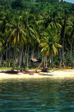 Davao . Un tratto di spiaggia con rigogliosa vegetazione tropicale.De Agostini Picture Library/M. Bertinetti Davao . Un tratto di spiaggia con rigogliosa vegetazione tropicale.De Agostini Picture Library/M. Bertinetti