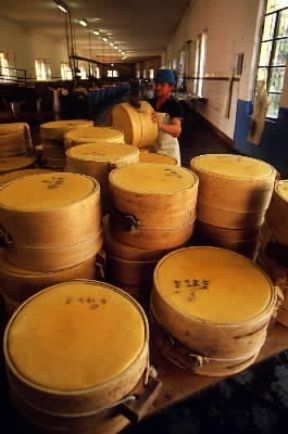 Formaggio. Un momento della produzione in un caseificio di Casaletto Ceredano nel Lodigiano.De Agostini Picture Library/A. Vergani Formaggio. Un momento della produzione in un caseificio di Casaletto Ceredano nel Lodigiano.De Agostini Picture Library/A. Vergani