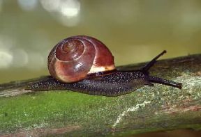 Gasteropodi. Esemplare di Helix hortensis.De Agostini Picture Library/A. Calegari Gasteropodi. Esemplare di Helix hortensis.De Agostini Picture Library/A. Calegari