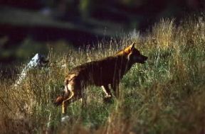 Lupo. Esemplare di Canis lupus italicus.De Agostini Picture Library/P. Jaccod Lupo. Esemplare di Canis lupus italicus.De Agostini Picture Library/P. Jaccod