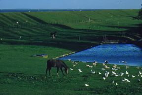 Paesi Bassi . La diga di Urk che protegge il Polder di Nord-Est.De Agostini Picture Library/G. SioÃ«n