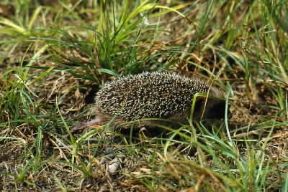 Aculeo. Esemplare di riccio (Erinaceus europaeus ).De Agostini Picture Library/L. Andena Aculeo. Esemplare di riccio (Erinaceus europaeus ).De Agostini Picture Library/L. Andena