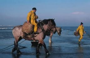 Belga. Un esemplare della razza equina da tiro, utilizzato nella pesca ai gamberetti.De Agostini Picture Library/C. Sappa Belga. Un esemplare della razza equina da tiro, utilizzato nella pesca ai gamberetti.De Agostini Picture Library/C. Sappa