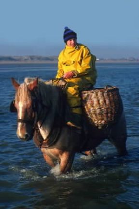 Belga . Un esemplare della razza equina da tiro pesante.De Agostini Picture Library/G. Sappa Belga . Un esemplare della razza equina da tiro pesante.De Agostini Picture Library/G. Sappa