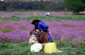 Bulgaria. Raccolta della lavanda.De Agostini Picture Library/A. De Gregorio Bulgaria. Raccolta della lavanda.De Agostini Picture Library/A. De Gregorio