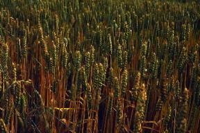 Frumento (Triticum).De Agostini Picture Library/G. Prato Frumento (Triticum).De Agostini Picture Library/G. Prato