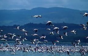 Kenya. Fenicotteri in volo sul lago Nakuru.De Agostini Picture Library/C. Sappa
