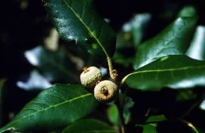 Leccio. Frutti di Quercus ilex.De Agostini Picture Library Leccio. Frutti di Quercus ilex.De Agostini Picture Library