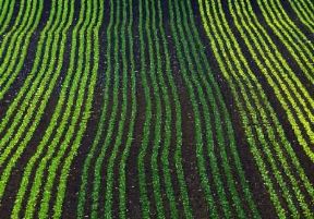 Svizzera. Campi coltivati nella zona di Kerzers nel Cantone di Berna; l'agricoltura del Paese è quasi interamente tributaria dall'estero.De Agostini Picture Library/A. Vergani Svizzera. Campi coltivati nella zona di Kerzers nel Cantone di Berna; l'agricoltura del Paese è quasi interamente tributaria dall'estero.De Agostini Picture Library/A. Vergani