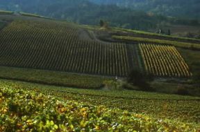 Champagne (regione). Coltivazioni nella regione francese.De Agostini Picture Library/G. SioÃ«n