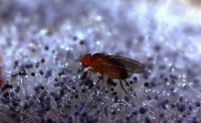 Drosofila . Esemplare di Drosophila melanogaster.De Agostini Picture Library/A. Calegari Drosofila . Esemplare di Drosophila melanogaster.De Agostini Picture Library/A. Calegari