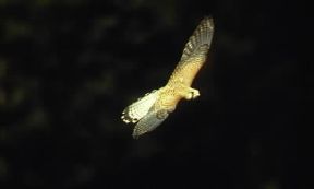 Falco gheppio in volo.De Agostini Picture Library/G. Cappelli Falco gheppio in volo.De Agostini Picture Library/G. Cappelli