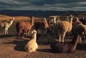 Lama (Lama glama).De Agostini Picture Library/M. Seemuller