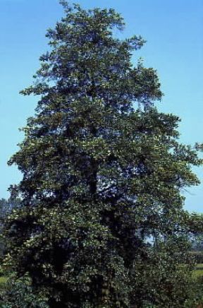 Ontano . Esemplare di Alnus incana. De Agostini Picture Library/G. Negri