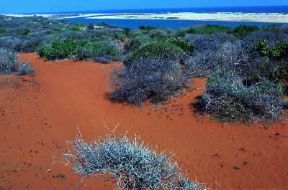Somalia . L'ultimo tratto del fiume Giuba.De Agostini Picture Library/A. Tessore