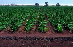 Somalia . Piantagione di banane nel basso Giuba.De Agostini Picture Library/A. Tessore