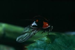 Ala. Esemplare di Adalia bipunctata.De Agostini Picture Library/A. Calegari Ala. Esemplare di Adalia bipunctata.De Agostini Picture Library/A. Calegari