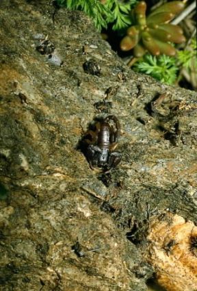 Aracnidi. Uno scorpione (Euscorpius germanus).De Agostini Picture Library/M. Giovanoli Aracnidi. Uno scorpione (Euscorpius germanus).De Agostini Picture Library/M. Giovanoli