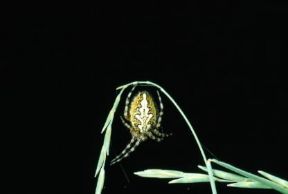 Aracnidi. Un esemplare di Araneus ceropegius.De Agostini Picture Library/M. Giovanoli Aracnidi. Un esemplare di Araneus ceropegius.De Agostini Picture Library/M. Giovanoli