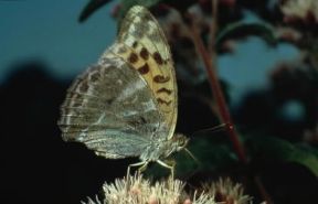 Arginnide. Un esemplare di Argynnis paphia.De Agostini Picture Library/E. Bertaggia Arginnide. Un esemplare di Argynnis paphia.De Agostini Picture Library/E. Bertaggia