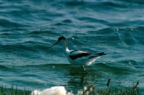 Avocetta. De Agostini Picture Library/P. Ricossa Avocetta. De Agostini Picture Library/P. Ricossa