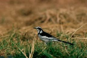 Ballerina. Esemplare di Motacilla alba.De Agostini Picture Library / P. Jaccod Ballerina. Esemplare di Motacilla alba.De Agostini Picture Library / P. Jaccod