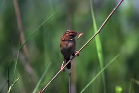 Beccamoschino . Esemplare di Cisticola juncidis.De Agostini Picture Library/L. Andena Beccamoschino . Esemplare di Cisticola juncidis.De Agostini Picture Library/L. Andena