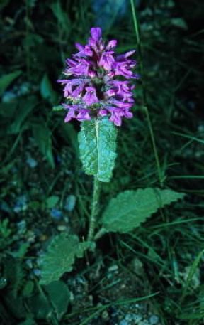 Betonica . Esemplare di Stachys officinalis.De Agostini Picture Library/M. Pizzirani Betonica . Esemplare di Stachys officinalis.De Agostini Picture Library/M. Pizzirani
