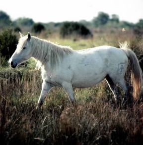 Cavallo. Un esemplare della Camargue.De Agostini Picture Library/G. Cappelli Cavallo. Un esemplare della Camargue.De Agostini Picture Library/G. Cappelli