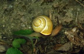 Chiocciola. Esemplare di chiocciola (Cepaea hortensis).De Agostini Picture Library/M. Giovanoli Chiocciola. Esemplare di chiocciola (Cepaea hortensis).De Agostini Picture Library/M. Giovanoli