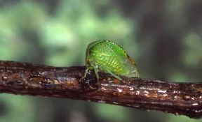 Cicadella. Esemplare di Ceresa bubalus.De Agostini Picture Library/A. Calegari Cicadella. Esemplare di Ceresa bubalus.De Agostini Picture Library/A. Calegari