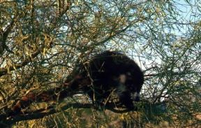 Coati. Esemplare di Nasua narica.De Agostini Picture Library/G. SioÃ«n