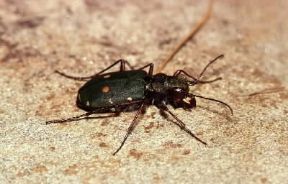 Coleotteri. Cicindela campestris.De Agostini Picture Library / A. Calegari Coleotteri. Cicindela campestris.De Agostini Picture Library / A. Calegari