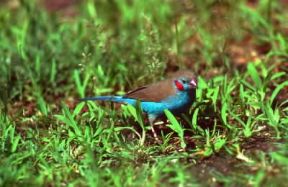 Cordon blu (Uraeginthus bengalus).De Agostini Picture Library / P. Jaccod