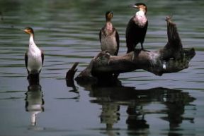 Cormorano. Esemplari sul lago Naivasha, in Kenya.De Agostini Picture Library / C. Sappa