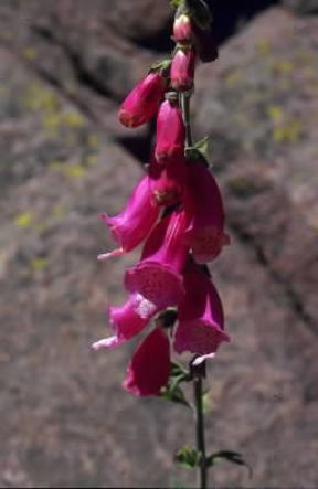 Digitale . Infiorescenza di Digitalis purpurea.De Agostini Picture Library/A. Petretti Digitale . Infiorescenza di Digitalis purpurea.De Agostini Picture Library/A. Petretti