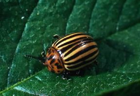 Dorifora . Esemplare adulto di Doryphora decemlineata.De Agostini Picture Library/La Palude Dorifora . Esemplare adulto di Doryphora decemlineata.De Agostini Picture Library/La Palude