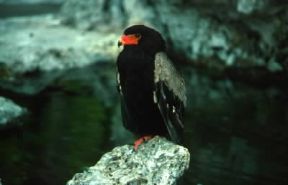 Falco giocoliere (Terathopius ecaudatus).De Agostini Picture Library/A. Calegari Falco giocoliere (Terathopius ecaudatus).De Agostini Picture Library/A. Calegari