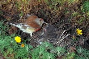 Fanello (Carduelis cannabina).De Agostini Picture Library/L. Andena Fanello (Carduelis cannabina).De Agostini Picture Library/L. Andena