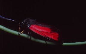 Farfalla. Zygaena purpuralis, specie dotata di una ghiandola che, emanando un odore sgradevole, é in grado di evitare eventuali attacchi di altri animali.De Agostini Picture Library/M. Pizzirani Farfalla. Zygaena purpuralis, specie dotata di una ghiandola che, emanando un odore sgradevole, é in grado di evitare eventuali attacchi di altri animali.De Agostini Picture Library/M. Pizzirani