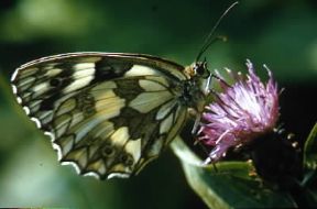 Farfalla. Esemplare di Melanargia galathea mentre sugge i liquidi nutrizionali.De Agostini Picture Library/F. Boieri Farfalla. Esemplare di Melanargia galathea mentre sugge i liquidi nutrizionali.De Agostini Picture Library/F. Boieri