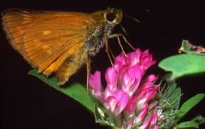 Farfalla. Ochlodes venatus in cui sono visibili le antenne del chetosema.De Agostini Picture Library/M. Pizzirani Farfalla. Ochlodes venatus in cui sono visibili le antenne del chetosema.De Agostini Picture Library/M. Pizzirani