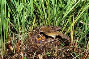 Forapaglie (Acrocephalus schoenobaenus).De Agostini Picture Library/D. Cambi Forapaglie (Acrocephalus schoenobaenus).De Agostini Picture Library/D. Cambi