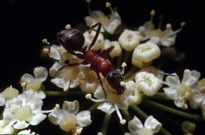 Formica perdilegno (Camponotus ligniperda).De Agostini Picture Library/F. Boieri Formica perdilegno (Camponotus ligniperda).De Agostini Picture Library/F. Boieri