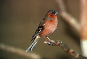 Fringuello (Fringilla coelebs).De Agostini Picture Library/A. Calegari Fringuello (Fringilla coelebs).De Agostini Picture Library/A. Calegari