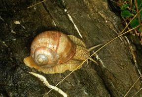 Gasteropodi. Esemplare di Helix pomatia.De Agostini Picture Library/M. Giovanoli Gasteropodi. Esemplare di Helix pomatia.De Agostini Picture Library/M. Giovanoli
