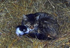 Gatto. La femmina partorisce dopo sessantatré-sessantacinque giorni dall'accoppiamento.De Agostini Picture Library/M. Pizzirani Gatto. La femmina partorisce dopo sessantatré-sessantacinque giorni dall'accoppiamento.De Agostini Picture Library/M. Pizzirani