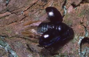Geotrupe. Esemplare di Geotrupes stercorosus, specie tra le più frequenti.De Agostini Picture Library/A. Calegari Geotrupe. Esemplare di Geotrupes stercorosus, specie tra le più frequenti.De Agostini Picture Library/A. Calegari
